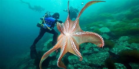 Giant Pacific Octopus The Largest Octopus Species Newz