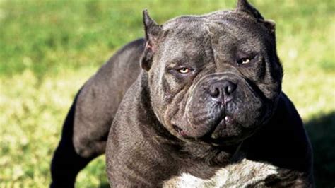Top 25 Most Dangerous Dog Breeds With Pictures