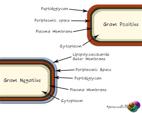 The Basics Of Bacteria Vetsci
