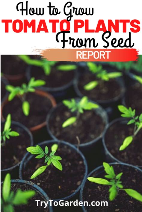 How To Grow Tomato Plants From Seed Try To Garden
