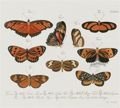 Cg Jablonsky Butterfly Prints 1747 Butterfly Painting