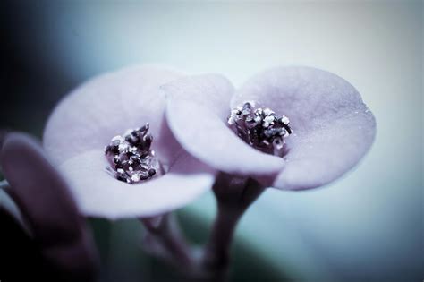 Violet Flower · Free Stock Photo