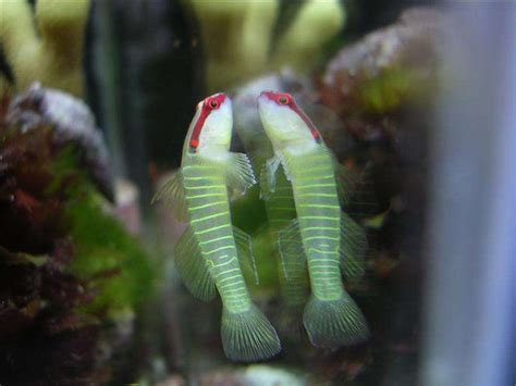 Some Green Banded Goby Pics Fish Forum Nano Forums