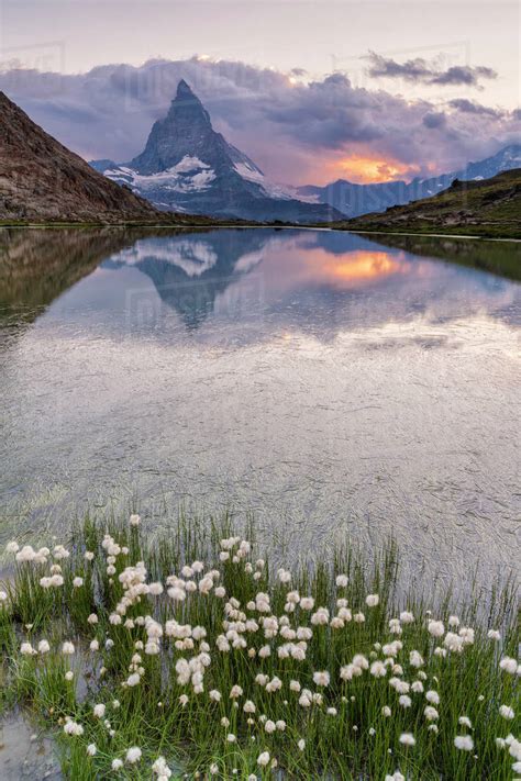Cotton Grass On The Shore Of Lake Riffelsee With The Matterhorn In The