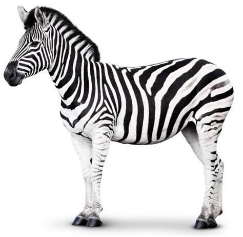 What is a Mammal | Different Types of Mammal | DK Find Out