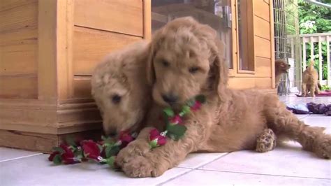 I3+ roomba 692 review roomba 890 review roomba 981 review roomba i6+ review roomba s9+ vs. Royal Hawaiian Red Standard Poodles - YouTube