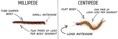 Difference Between Millipedes And Centipedes Solutions Pest And Lawn
