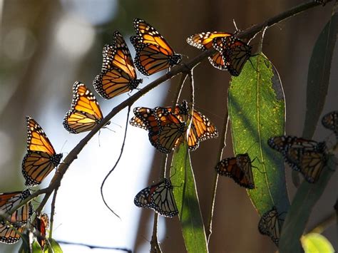 Is This The End Of Western Monarch Butterflies Santa Cruz Sentinel