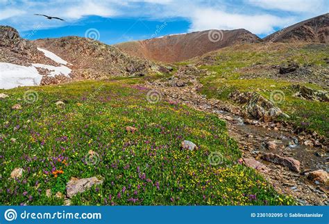 Blooming Alpine Meadow Clear Mountain Stream Flows Through A Green