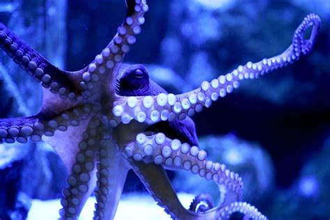 Scientists Spot Rare Glass Octopus In The Depths Of The Ocean Gulftoday