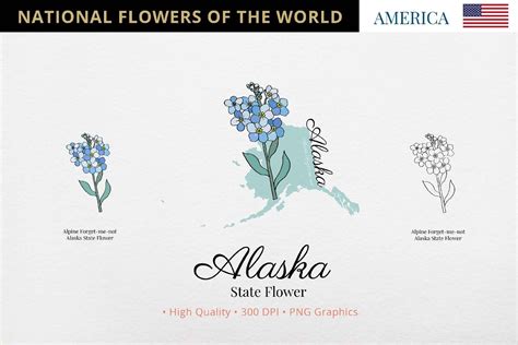 Alaska State Flower Set Graphic By Hanatist Studio · Creative Fabrica