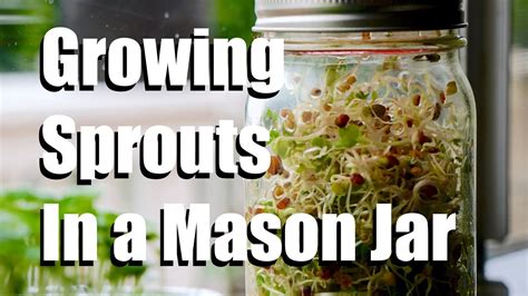 How To Grow Sprouts Indoors In A Mason Jar No Soil Required Growing