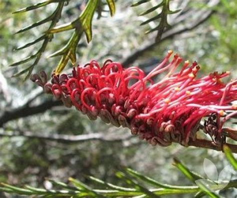 I wanted an 8 foot plant for my minimal maintenance landscape. Grevillea hookeriana 'Red Hooks' - Red Toothbrush - Trees ...