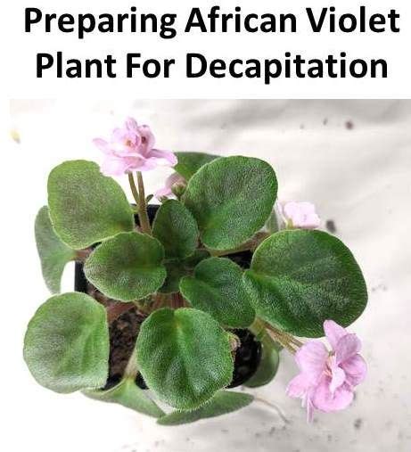 Decapitating African Violet Crowns Why And How Baby Violets