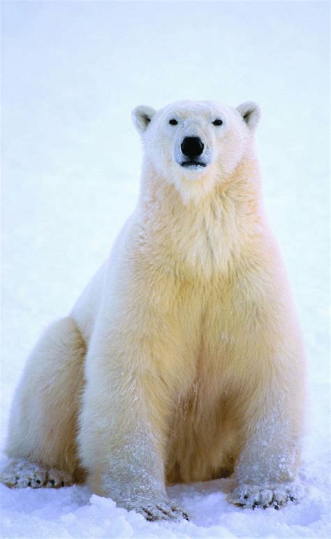 Sitting Up Proud Polar Bear Bear Photos Cute Polar Bear