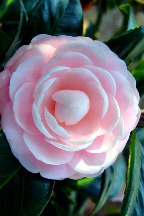 Buy Winters Rose Cold Hardy Camellia Wilson Bros Gardens