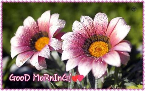 Good Morning Quote With Pink Flowers Pictures Photos And