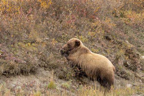 Grizzly Bear In Denali National Park Alaska Stock Photo Image Of