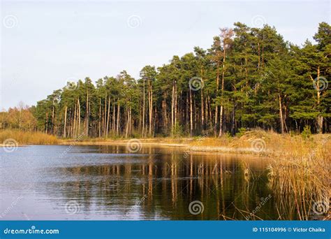 Large Pine Forest On The Banks Of The River Backwater Stock Photo