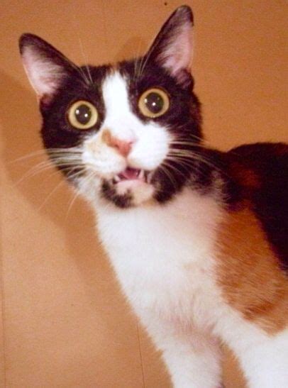 1000 Images About Scaredy Cats On Pinterest