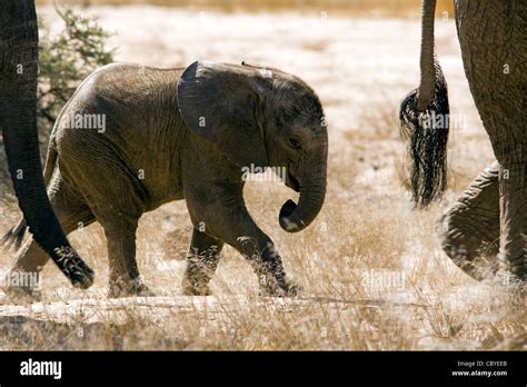 Baby African Elephant Desert Adapted Huab River Near Twyfelfontein