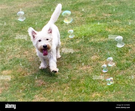 Dog Chasing Bubbles Hi Res Stock Photography And Images Alamy