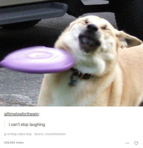 These Funny Animal Posts In Tumblr Will Make You Giggle 63 Pics