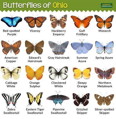Types Of Butterflies In Ohio Types Of Butterflies Butterfly Species