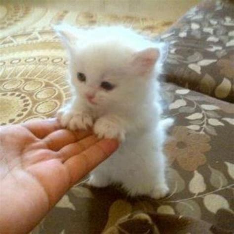 Tiny Cute Little Kittens Cute Cat Little Live Pets Cuddles My Dream
