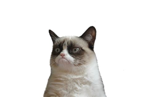 Grumpy Cat Snowshoe Cat Manx Cat Clip Art Cat Face Png Download