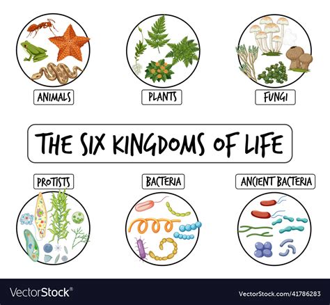 Diagram Showing Six Kingdoms Of Life Royalty Free Vector