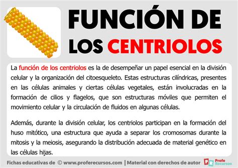 Función De Los Centriolos