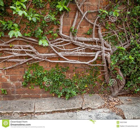 Ficus for less, at your doorstep faster than ever! Creeping Fig Growing Out Of Concrete And Up A Brick Wall ...
