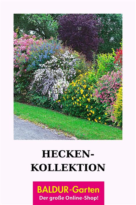 Hecken mit immergrünen laubgehölzen haben einen unschätzbaren vorteil: Hecken-Kollektion | Blütenhecke bei BALDUR-Garten in 2020 ...