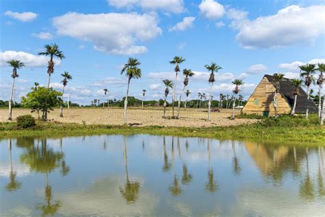 Rural Area In Cuba Pond With Reflection Of Palm Trees Stock Photo