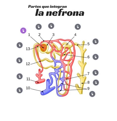 Partes De La Nefrona Labelled Diagram Sexiz Pix