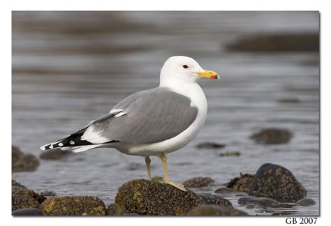 California Gull