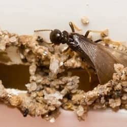 43 southland shopping center, terre haute, in 47803, usa. Carpenter Ant vs Termite Damages