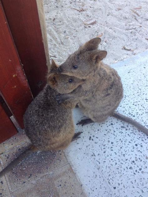 Over 100 designs to choose from. 859 best wombats & quokkas images on Pinterest | Animal ...