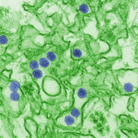Ncbi virus is a community portal for viral sequence data from refseq, genbank and other ncbi repositories. Study: Anti-Dengue Antibody Protects against Zika Virus ...