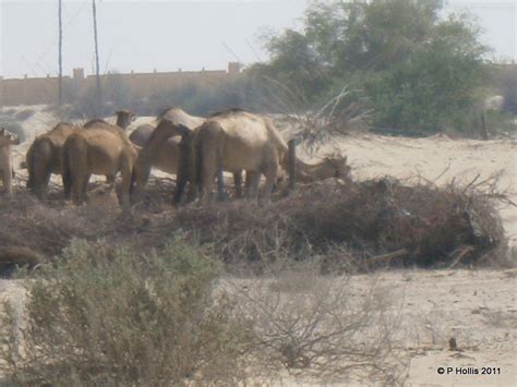 Does the data support or refute the hypothesi 3. by the Baai: One hump or two?
