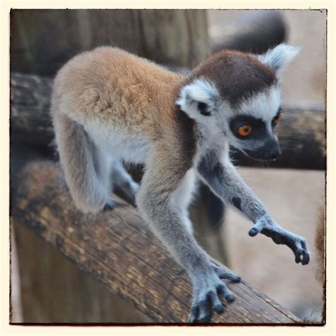 Cute Baby Lemur Is Cute Cute Baby Lemur Is Cute Flickr