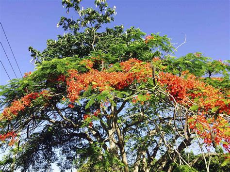 What A Fantastic Time Of The Year Royal Poinciana Trees Burst Into