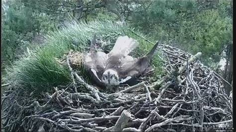 Osprey Season Begins At Loch Of The Lowes Scottish Wildlife Trust
