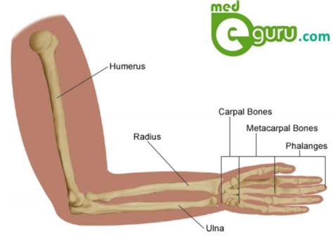 Muscle contraction requires energy and muscle cells have numerous mitochondria. Conditions and diseases affecting Hand, wrist and forearmMed E Guru