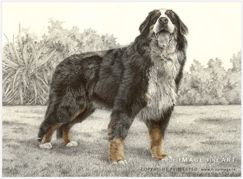 Bernese Mountain Dog Sketch At Explore Collection