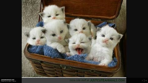 I Want It Funny Animal Memes Kittens Cutest Cat Jokes