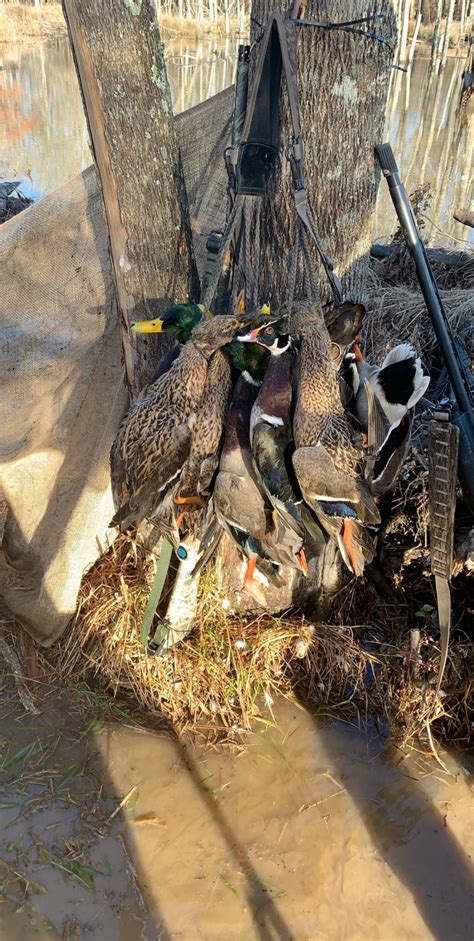 Duck Hunting Al Trips4trade