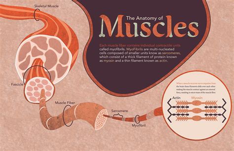 How Muscles Grow Science Exhibition By Nick Mantia Muscle Science