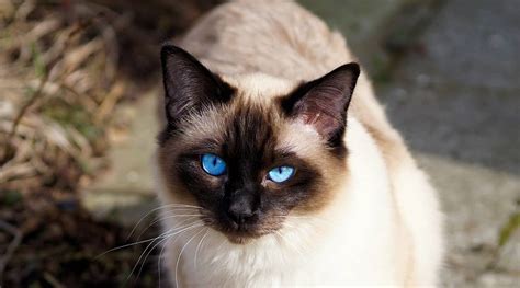 The Balinese Cat Breed Information History And Characteristics